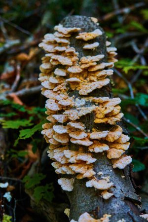 Fungus Blanketed Fallen Tree at Chapel Falls, Michigan in Autumn 2017 - A Study of Forest Decay and Biodiversity