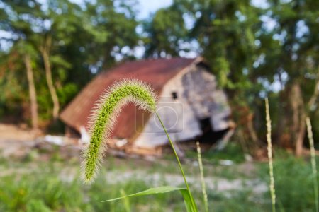 Vibrant Foxtail Grass Stands résilient au milieu d'une étable abandonnée de l'Indiana capturant la pourriture rurale, 2017