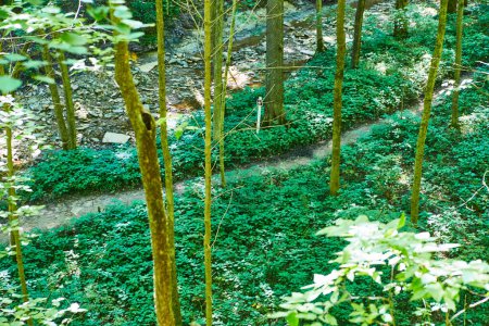 Serena escena boscosa con árboles imponentes y exuberante vegetación en Kokiwanee Nature Preserve, Indiana, 2017