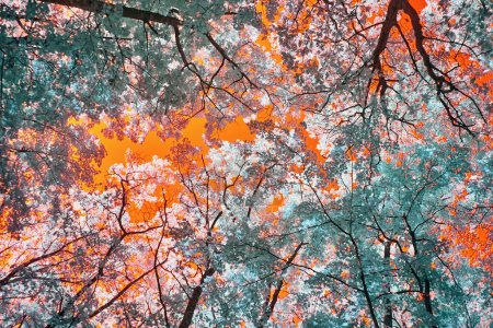 Téléchargez les photos : Fantaisie infrarouge de Michigans Feuillage d'automne vibrant dans le tunnel des arbres de Harbor Springs, 2017 - en image libre de droit