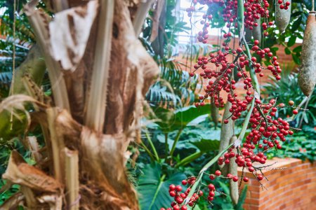 Üppiger Botanischer Indoor-Garten in Michigan mit leuchtenden roten Beeren und einer Licuala-Palme