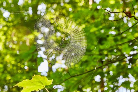 Téléchargez les photos : Morning Dew on Spider Web in Salamonie River State Forest, Indiana, 2017 - Un témoignage de l'artisanat et de la beauté de Natures - en image libre de droit