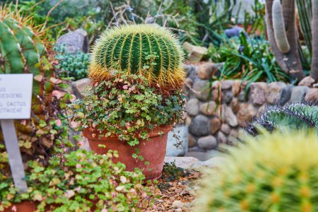 Spherical cactus with yellow spines in terracotta pot among lush succulents at Matthaei Botanical Gardens, Michigan