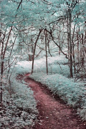 Téléchargez les photos : Parcours de forêt de sarcelle éthéré dans les acres du bicentenaire, Indiana, capturé par la technique infrarouge, invoquant la sérénité et la beauté intacte des natures, 2017 - en image libre de droit