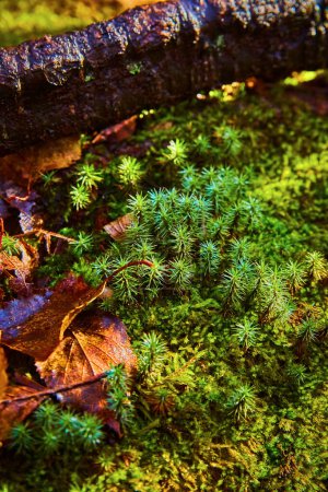 Vibrant Forest Ecosystem in Fall, Hungarian Falls, Michigan - Detailed View of Moss, Leaves, and Branch on Forest Floor in 2017