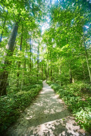 Serene forest path bathed in sunlight at McCormicks Creek Falls, Indiana, inviting exploration and tranquility - 2017