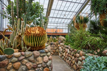 Lush cacti and succulents bask in soft light inside the Matthaei Botanical Gardens greenhouse in Ann Arbor, Michigan, a tranquil urban escape.