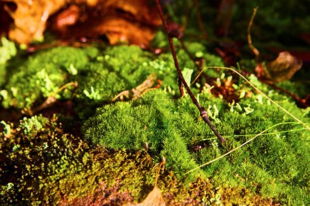 Vibrant green moss and young shoots covering the forest floor at Hungarian Falls, Michigan in fall 2017, showcasing natures intricate textures and serene beauty.