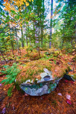 Autumnal Forest Scene with Majestic Moss-Covered Rock at Canyon Falls, Michigan 2017
