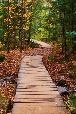 Autumnal serenity on a wooden trail through a leaf-blanketed forest at Canyon Falls, Michigan, 2017