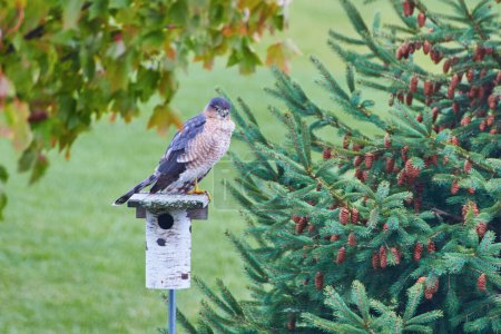 Majestätischer Falke auf rustikalem Vogelhaus im Herbst, Fort Wayne, Indiana, 2017