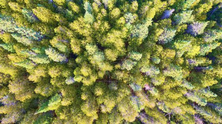 Aerial View of Dense Forest Canopy in Palms Book State Park, Michigan, Captured by Drone During Spring Season