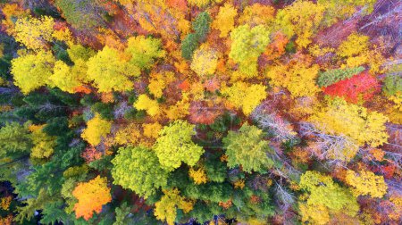 Vista aérea del denso bosque de otoño en Canyon Falls, Michigan