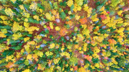 Vista aérea del follaje vibrante de otoño en el denso bosque de Michigan, capturado por DJI Phantom 4 Drone, 2017
