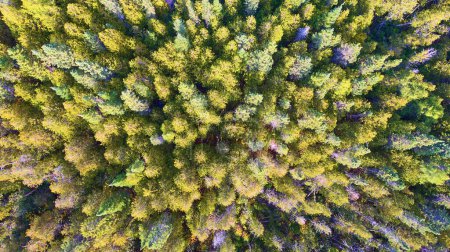 Aerial View of Dense Forest Canopy in Autumn at Palms Book State Park in Michigan, Captured by Drone
