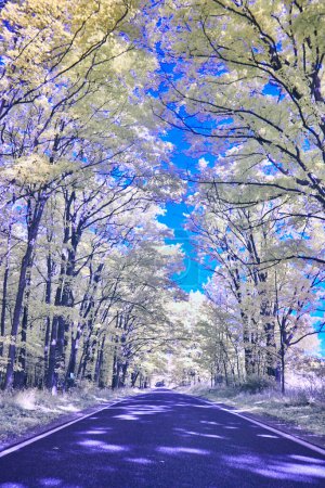 Infrared Fall Landscape of Harbor Springs Tunnel of Trees Road, Michigan 2017 - An Ethereal Journey