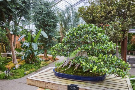 Bonsai tree centerpiece in a serene greenhouse at Matthaei Botanical Gardens, Ann Arbor, Michigan, showcasing dedication to plant cultivation