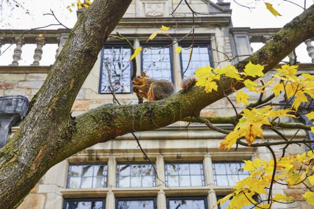 Autumn at the University of Michigan, as a squirrel enjoys a snack on a tree branch against the backdrop of the historic Law Quadrangle