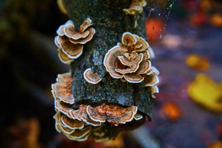 Close-up of wild mushrooms growing on moss-covered tree in Chapel Falls, Michigan during autumn 2017, showcasing the beauty of fall fungi in a serene forest setting.