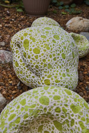 Photo for Unique patterned stones adorned with green lichen in a serene garden setting at the Matthaei Botanical Gardens, Michigan. - Royalty Free Image