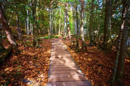 Autumnal boardwalk journey in serene Michigan forest, Cairn trail marked by stacked stones at Canyon Falls, 2017