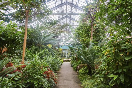 Lush Indoor Botanical Garden in Matthaei, Michigan, Displaying Wide Variety of Plants in a Greenhouse