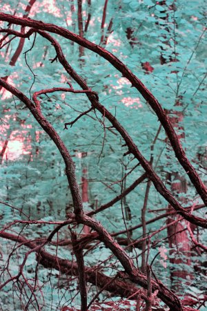 Téléchargez les photos : Vue infrarouge surréaliste de la forêt bicentenaire d'Acres, Indiana 2017 - Un enchevêtrement de branches sombres au milieu d'un feuillage de sarcelle onirique - en image libre de droit