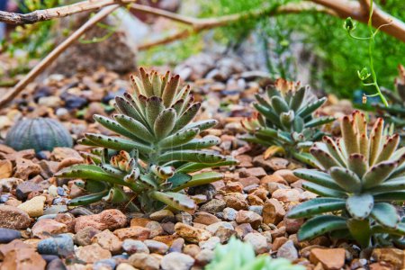Photo for Close-up of vibrant succulents thriving in a colorful rock garden at the Matthaei Botanical Gardens in Michigan, USA - Royalty Free Image