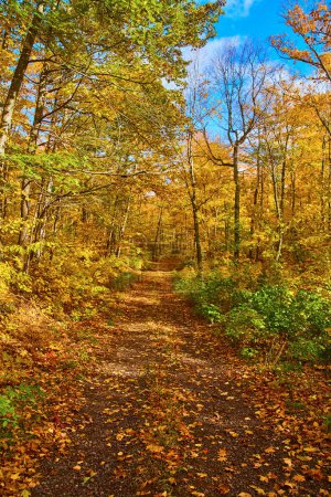 Herbstpracht auf dem Keweenaw Trail, Michigan - Ein heiterer Spaziergang durch lebhaftes Herbstlaub