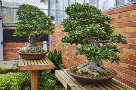 Téléchargez les photos : Des bonsaïs exposés au conservatoire intérieur du Matthaei Botanical Gardens, Michigan - en image libre de droit