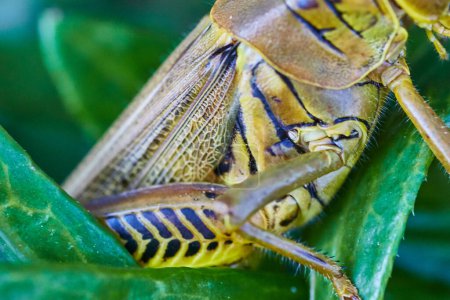 Extreme close-up of a grasshopper on a leaf, showcasing the insects intricate body detail, captured in vivid focus in a natural setting in Fort Wayne, Indiana, 2017