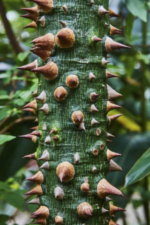 Close-up of textured green Silk-floss Tree with varying spikes in Matthaei Botanical Gardens, Michigan, showcasing natures resilience and adaptation