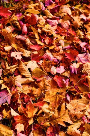 Foto de Las vibrantes hojas de otoño en Hungarian Falls, Michigan, 2017 - Exhibición cautivadora del cambio estacional - Imagen libre de derechos