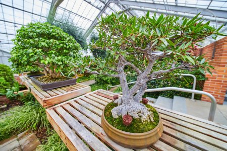 Photo for Exquisite bonsai tree in focus at Matthaei Botanical Gardens, Ann Arbor, Michigan, displaying horticultural artistry in a tranquil greenhouse setting. - Royalty Free Image