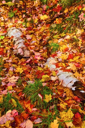 Foto de Follaje de otoño vibrante en Calumet Michigan, 2017 - Una escena tranquila en las cataratas húngaras con hojas caídas y troncos de abedul - Imagen libre de derechos