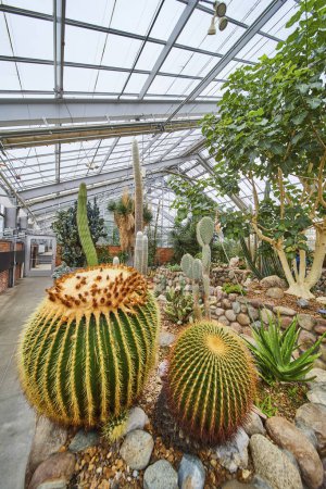 Vibrant indoor cactus garden at Matthaei Botanical Gardens in Ann Arbor, Michigan, showcasing diverse species under a glass ceiling.
