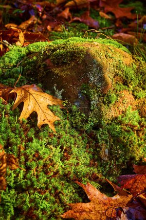 Foto de Vibrante roca cubierta de musgo en medio de hojas otoñales en el suelo del bosque en Hungarian Falls, Michigan, 2017 - Imagen libre de derechos