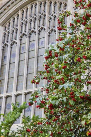 Saftiger Baum mit roten Beeren vor dem gotischen Fenster der Universität Michigan