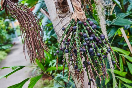 Exotic purple fruits of Burmese Fishtail Palm in lush Matthaei Botanical Gardens greenhouse, Michigan