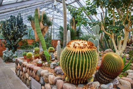 Collection de cactus vibrants au jardin botanique intérieur à Matthaei, Ann Arbor, Michigan