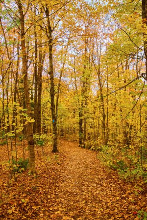 Photo for Autumnal Tranquility in Canyon Falls, LAnse Township, Michigan - Vibrant Fall Leaves Blanketing the Forest Trail, 2017 - Royalty Free Image