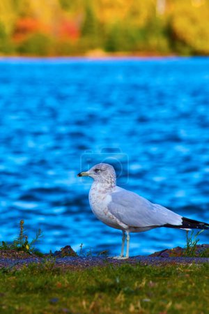 Mature Seagull Gazing on Tranquil Lake Superior in Autumn, Michigan 2017