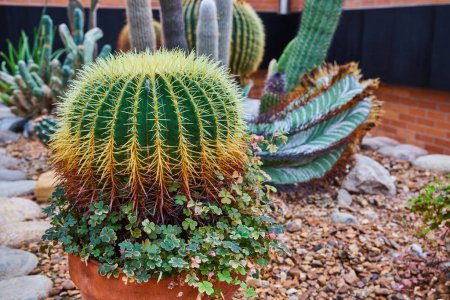 Barrel cactus and succulents in a desert-themed indoor garden at Matthaei Botanical Gardens, Ann Arbor, Michigan, depicting tranquility and natural beauty.