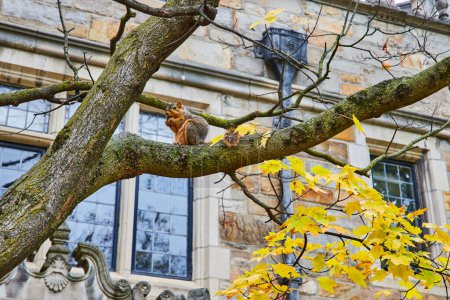 Serene squirrel amid autumn leaves on a tree branch, with historic University of Michigan Law Quadrangle building in the background