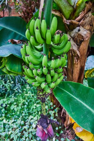 Lebendiger, unreifer Bananenstrauß, der an einem Baum in den üppigen Matthaei Botanical Gardens in Ann Arbor, Michigan hängt und Konzepte des ökologischen und nachhaltigen Landbaus hervorhebt.