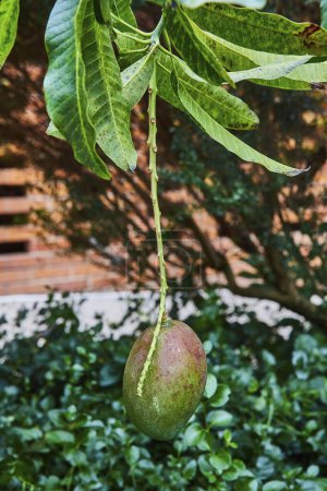 Ripe mango ready for harvest in the lush Matthaei Botanical Gardens, Ann Arbor, Michigan, representing tropical fruits and organic farming.