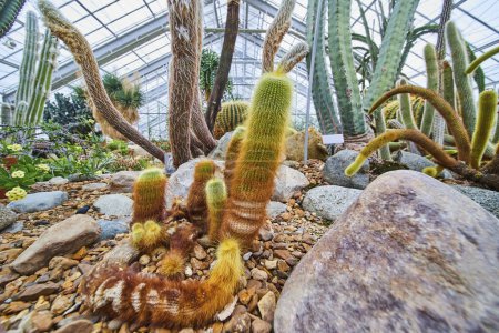 Vibrant cacti and succulents collection in the Matthaei Botanical Gardens, Ann Arbor, Michigan, showcasing natures diversity under a structured glass ceiling