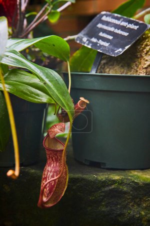 Nahaufnahme einer tropischen Kannenpflanze im Matthaei Botanical Gardens, Michigan, die ihre fleischfressenden Eigenschaften und ihr pädagogisches Etikett hervorhebt
