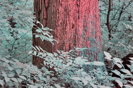 Vue infrarouge onirique de la forêt bicentenaire d'Acres à Fort Wayne, Indiana - Couleurs surréalistes et tronc d'arbre texturé au milieu du feuillage aquatique, 2017