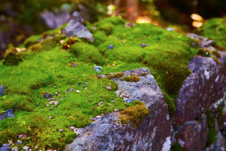 Téléchargez les photos : Mousse verte vibrante sur terrain rocheux à Cliff Mines, Michigan, automne 2017 - Vue rapprochée des paysages naturels Micro-paysage - en image libre de droit